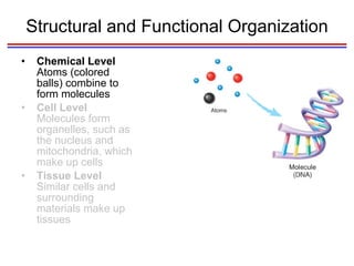 Structural and Functional Organization Chemical Level  Atoms (colored balls) combine to form molecules Cell Level  Molecules form organelles, such as the nucleus and mitochondria, which make up cells Tissue Level  Similar cells and surrounding materials make up tissues 