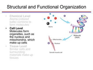 Structural and Functional Organization Chemical Level  Atoms (colored balls) combine to form molecules Cell Level  Molecules form organelles, such as the nucleus and mitochondria, which make up cells Tissue Level  Similar cells and surrounding materials make up tissues 