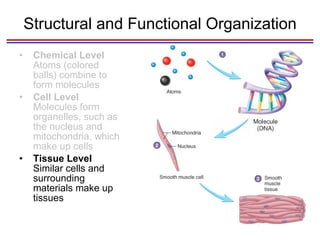 Structural and Functional Organization Chemical Level  Atoms (colored balls) combine to form molecules Cell Level  Molecules form organelles, such as the nucleus and mitochondria, which make up cells Tissue Level  Similar cells and surrounding materials make up tissues 