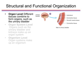 Structural and Functional Organization Organ Level  Different tissues combine to form organs, such as the urinary bladder Organ System Level  Organs such as the urinary bladder and kidneys make up an organ system Organism Level  Organ systems make up an organism 