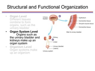 Structural and Functional Organization Organ Level  Different tissues combine to form organs, such as the urinary bladder Organ System Level  Organs such as the urinary bladder and kidneys make up an organ system Organism Level  Organ systems make up an organism 