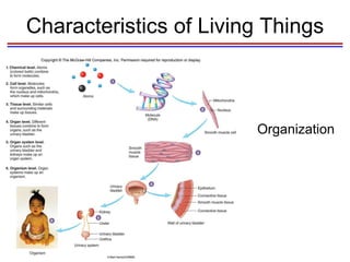 Characteristics of Living Things Organization 