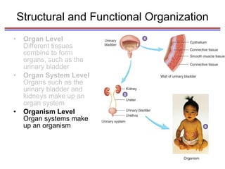 Structural and Functional Organization Organ Level  Different tissues combine to form organs, such as the urinary bladder Organ System Level  Organs such as the urinary bladder and kidneys make up an organ system Organism Level  Organ systems make up an organism 