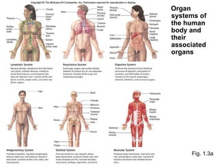 Fig. 1.3a Organ systems of the human body and their associated organs 