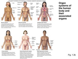 Fig. 1.3b Organ systems of the human body and their associated organs 