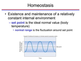 Homeostasis Existence and maintenance of a relatively constant internal environment set point  is the ideal normal value (body temperature) normal range  is the fluctuation around set point 