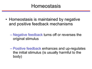 Homeostasis Homeostasis is maintained by negative and positive feedback mechanisms Negative feedback  turns off or reverses the original stimulus Positive feedback  enhances and up-regulates the initial stimulus (is usually harmful to the body) 