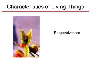 Characteristics of Living Things Responsiveness 