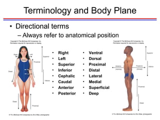 Terminology and Body Plane Directional terms Always refer to anatomical position Right Left Superior Inferior Cephalic Caudal Anterior Posterior Ventral Dorsal Proximal Distal Lateral Medial Superficial Deep 