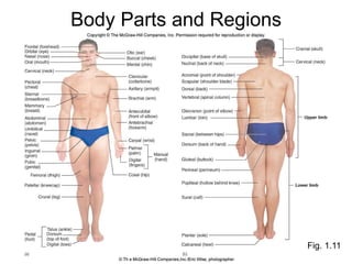 Fig. 1.11 Body Parts and Regions 