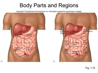 Fig. 1.12 Body Parts and Regions 