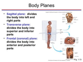 Body Planes Sagittal plane:  divides the body into left and right parts Transverse plane:  divides the body into superior and inferior parts Frontal (coronal) plane:  divides the body into anterior and posterior parts Fig. 1.13 