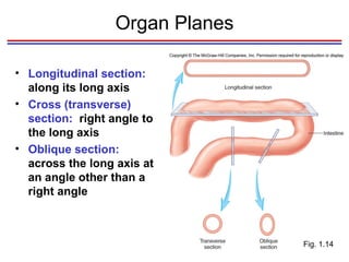 Organ Planes Longitudinal section:  along its long axis Cross (transverse) section:  right angle to the long axis Oblique section:  across the long axis at an angle other than a right angle Fig. 1.14 