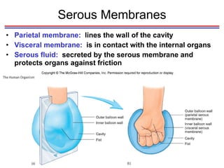 Serous Membranes Parietal membrane:  lines the wall of the cavity Visceral membrane:  is in contact with the internal organs Serous fluid:  secreted by the serous membrane and protects organs against friction 