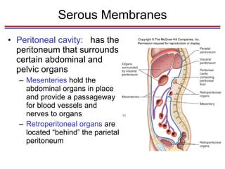 Serous Membranes Peritoneal cavity:  has the peritoneum that surrounds certain abdominal and pelvic organs Mesenteries  hold the abdominal organs in place and provide a passageway for blood vessels and nerves to organs Retroperitoneal organs  are located “behind” the parietal peritoneum 