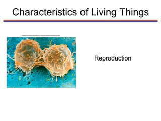 Characteristics of Living Things Reproduction 