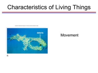 Characteristics of Living Things Movement 