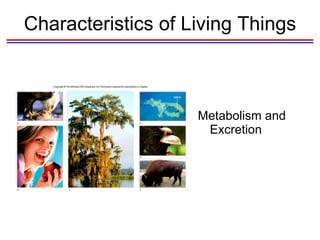 Characteristics of Living Things Metabolism and Excretion 