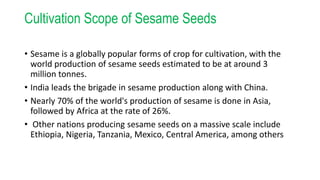 Cultivation Scope of Sesame Seeds
• Sesame is a globally popular forms of crop for cultivation, with the
world production of sesame seeds estimated to be at around 3
million tonnes.
• India leads the brigade in sesame production along with China.
• Nearly 70% of the world's production of sesame is done in Asia,
followed by Africa at the rate of 26%.
• Other nations producing sesame seeds on a massive scale include
Ethiopia, Nigeria, Tanzania, Mexico, Central America, among others
 