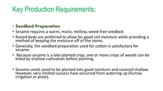 Key Production Requirements:
• Seedbed Preparation
• Sesame requires a warm, moist, mellow, weed-free seedbed.
• Raised beds are preferred to allow for good soil moisture while providing a
method of keeping the moisture off of the stems.
• Generally, the seedbed preparation used for cotton is satisfactory for
sesame.
• Because sesame is a late-planted crop, one or more crops of weeds can be
killed by shallow cultivation before planting.
• Sesame seeds need to be planted into good moisture and covered shallow.
However, very limited success have occurred from watering up (furrow
irrigation or pivot).
 