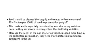 • Seed should be cleaned thoroughly and treated with one ounce of
75% Captan per 100 lb of seed to prevent damping off.
• This treatment is especially important for non shattering varieties
because they are slower to emerge than the shattering varieties.
• Because the seeds of the non shattering varieties spend more time in
the soil before germination, they need more protection from fungal
pathogens in the soil
 