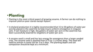 •Planting
• Planting is the most critical aspect of growing sesame. A farmer can do nothing to
improve yield on poor stands except replant.
• In dryland production it is highly recommended that 15 to 50 gallons of water per
acre be placed in the seed line to help insure uniform emergence in irregular
soils. If soil moisture is high, the gallons of water per acre in the seed line has
been successfully lowered to 10 gallons of water per acre.
• A sesame seed is small and has less energy for emergence than a larger seeded
crop. The sesame seed is planted from 0.75 to 1.5 inches deep. The seed will
need to remain in moist soil for 3 to 5 days. The planting depth and soil
compaction should be kept at a minimum.
 