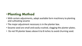 •Planting Method
• With certain adjustments, adapt available farm machinery to planting
and cultivating sesame
• The major adjustment necessary is in the planter box.
• Sesame seed are small and easily crushed, clogging the planter plates.
• Do not fill planter boxes above 6 to 8 inches to avoid churning seed.
 