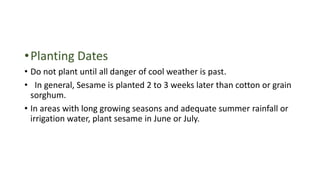 •Planting Dates
• Do not plant until all danger of cool weather is past.
• In general, Sesame is planted 2 to 3 weeks later than cotton or grain
sorghum.
• In areas with long growing seasons and adequate summer rainfall or
irrigation water, plant sesame in June or July.
 