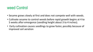 weed Control
• Sesame grows slowly at first and does not compete well with weeds.
• Cultivate sesame to control weeds before rapid growth begins at 4 to
5 weeks after emergence (seedling height about 3 to 4 inches).
• Early cultivation causes seedlings to grow faster, possibly because of
improved soil aeration
 