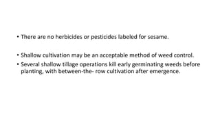 • There are no herbicides or pesticides labeled for sesame.
• Shallow cultivation may be an acceptable method of weed control.
• Several shallow tillage operations kill early germinating weeds before
planting, with between-the- row cultivation after emergence.
 