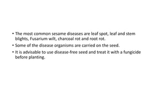 • The most common sesame diseases are leaf spot, leaf and stem
blights, Fusarium wilt, charcoal rot and root rot.
• Some of the disease organisms are carried on the seed.
• It is advisable to use disease-free seed and treat it with a fungicide
before planting.
 