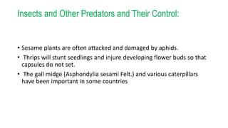 Insects and Other Predators and Their Control:
• Sesame plants are often attacked and damaged by aphids.
• Thrips will stunt seedlings and injure developing flower buds so that
capsules do not set.
• The gall midge (Asphondylia sesami Felt.) and various caterpillars
have been important in some countries
 