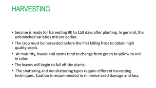 HARVESTING
• Sesame is ready for harvesting 90 to 150 days after planting. In general, the
unbranched varieties mature earlier.
• The crop must be harvested before the first killing frost to obtain high
quality seeds.
• At maturity, leaves and stems tend to change from green to yellow to red
in color.
• The leaves will begin to fall off the plants.
• The shattering and nonshattering types require different harvesting
techniques. Caution is recommended to minimize seed damage and loss.
 