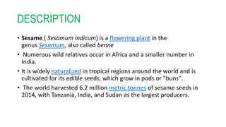 DESCRIPTION
• Sesame ( Sesamum indicum) is a flowering plant in the
genus Sesamum, also called benne
• Numerous wild relatives occur in Africa and a smaller number in
India.
• It is widely naturalized in tropical regions around the world and is
cultivated for its edible seeds, which grow in pods or "buns".
• The world harvested 6.2 million metric tonnes of sesame seeds in
2014, with Tanzania, India, and Sudan as the largest producers.
 
