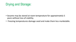 Drying and Storage:
• Sesame may be stored at room temperature for approximately 5
years without loss of viability.
• Freezing temperatures damage seed and make them less marketable.
 