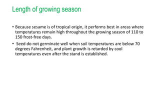 Length of growing season
• Because sesame is of tropical origin, it performs best in areas where
temperatures remain high throughout the growing season of 110 to
150 frost-free days.
• Seed do not germinate well when soil temperatures are below 70
degrees Fahrenheit, and plant growth is retarded by cool
temperatures even after the stand is established.
 