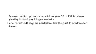 • Sesame varieties grown commercially require 90 to 110 days from
planting to reach physiological maturity.
• Another 20 to 40 days are needed to allow the plant to dry down for
harvest.
 