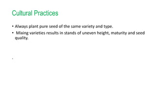 Cultural Practices
• Always plant pure seed of the same variety and type.
• Mixing varieties results in stands of uneven height, maturity and seed
quality.
.
 