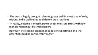 • The crop is highly drought tolerant, grows well in most kind of soils,
regions and is well suited to different crop rotations
• In reality, sesame is mostly grown under moisture stress with low
management input by small holders
• However, the sesame production is below expectation and the
potential could be considerably higher
 