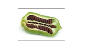 Sesamum; morphology;externel features; economic importance; products