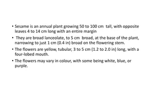 • Sesame is an annual plant growing 50 to 100 cm tall, with opposite
leaves 4 to 14 cm long with an entire margin
• They are broad lanceolate, to 5 cm broad, at the base of the plant,
narrowing to just 1 cm (0.4 in) broad on the flowering stem.
• The flowers are yellow, tubular, 3 to 5 cm (1.2 to 2.0 in) long, with a
four-lobed mouth.
• The flowers may vary in colour, with some being white, blue, or
purple.
 