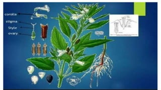 Sesamum; morphology;externel features; economic importance; products