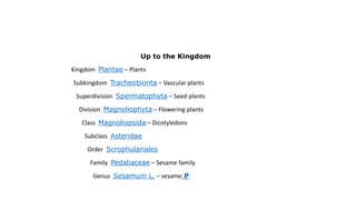 Scientific classification
Kingdom: Plantae
(unranked): Angiosperms
(unranked): Eudicots
(unranked): Asterids
Order: Lamiales
Family: Pedaliaceae
Genus: Sesamum
Up to the Kingdom
Kingdom Plantae – Plants
Subkingdom Tracheobionta – Vascular plants
Superdivision Spermatophyta – Seed plants
Division Magnoliophyta – Flowering plants
Class Magnoliopsida – Dicotyledons
Subclass Asteridae
Order Scrophulariales
Family Pedaliaceae – Sesame family
Genus Sesamum L. – sesame P
 