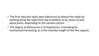 • The fruit naturally splits open (dehisces) to release the seeds by
splitting along the septa from top to bottom or by means of two
apical pores, depending on the varietal cultivar.
• The degree of dehiscence is of importance in breeding for
mechanised harvesting, as is the insertion height of the first capsule.
 