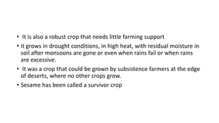 • It is also a robust crop that needs little farming support
• it grows in drought conditions, in high heat, with residual moisture in
soil after monsoons are gone or even when rains fail or when rains
are excessive.
• It was a crop that could be grown by subsistence farmers at the edge
of deserts, where no other crops grow.
• Sesame has been called a survivor crop
 