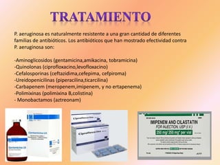 P. aeruginosa es naturalmente resistente a una gran cantidad de diferentes
familias de antibióticos. Los antibióticos que han mostrado efectividad contra
P. aeruginosa son:
-Aminoglicosidos (gentamicina,amikacina, tobramicina)
-Quinolonas (ciprofloxacino,levofloxacino)
-Cefalosporinas (ceftazidima,cefepima, cefpiroma)
-Ureidopenicilinas (piperacilina,ticarcilina)
-Carbapenem (meropenem,imipenem, y no ertapenema)
-Polimixinas (polimixina B,colistina)
- Monobactamos (aztreonam)
 