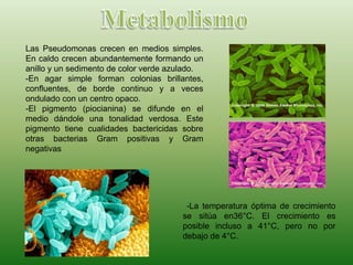 -La temperatura óptima de crecimiento
se sitúa en36°C. El crecimiento es
posible incluso a 41°C, pero no por
debajo de 4°C.
Las Pseudomonas crecen en medios simples.
En caldo crecen abundantemente formando un
anillo y un sedimento de color verde azulado.
-En agar simple forman colonias brillantes,
confluentes, de borde continuo y a veces
ondulado con un centro opaco.
-El pigmento (piocianina) se difunde en el
medio dándole una tonalidad verdosa. Este
pigmento tiene cualidades bactericidas sobre
otras bacterias Gram positivas y Gram
negativas
 