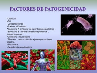 -Cápsula
-Pili
-Lipopolisacárido
-Toxinas y Enzimas:
*Exotoxina A :inhibidor de la síntesis de proteínas .
*Exotoxina S : inhibe síntesis de proteínas ,
inmunosupresor.
*Citotoxina : leucocidina
*Elastasa : destrucción de tejidos que contiene
elastina
-Piocianina
-Resistencia a antibióticos
 