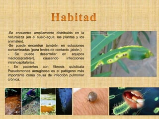 -Se encuentra ampliamente distribuido en la
naturaleza (en el suelo-agua, las plantas y los
animales).
-Se puede encontrar también en soluciones
contaminadas (para lentes de contacto ,jabón.)
- Se puede desarrollar en equipos
médicos(catéter), causando infecciones
intrahospitalarias.
- En pacientes con fibrosis quísticala
Pseudomonas aeruginosa es el patógeno más
importante como causa de infección pulmonar
crónica.
 