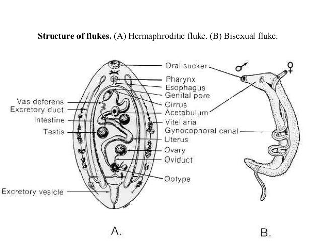 HELMINTHIASIS HELMINTHIC INFECTION